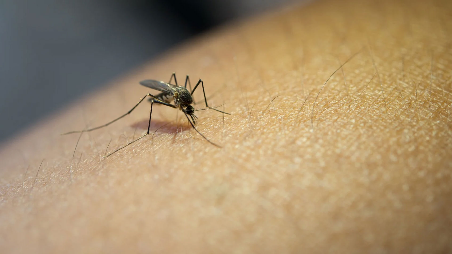 Chikungunya Outbreak in Guangdong, China in 2025: Epidemiological and Control Approaches